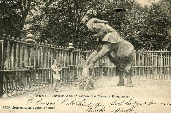 CARTE POSTALE - PARIS - JARDIN DES PLANTES LE GRAND ELEPHANT