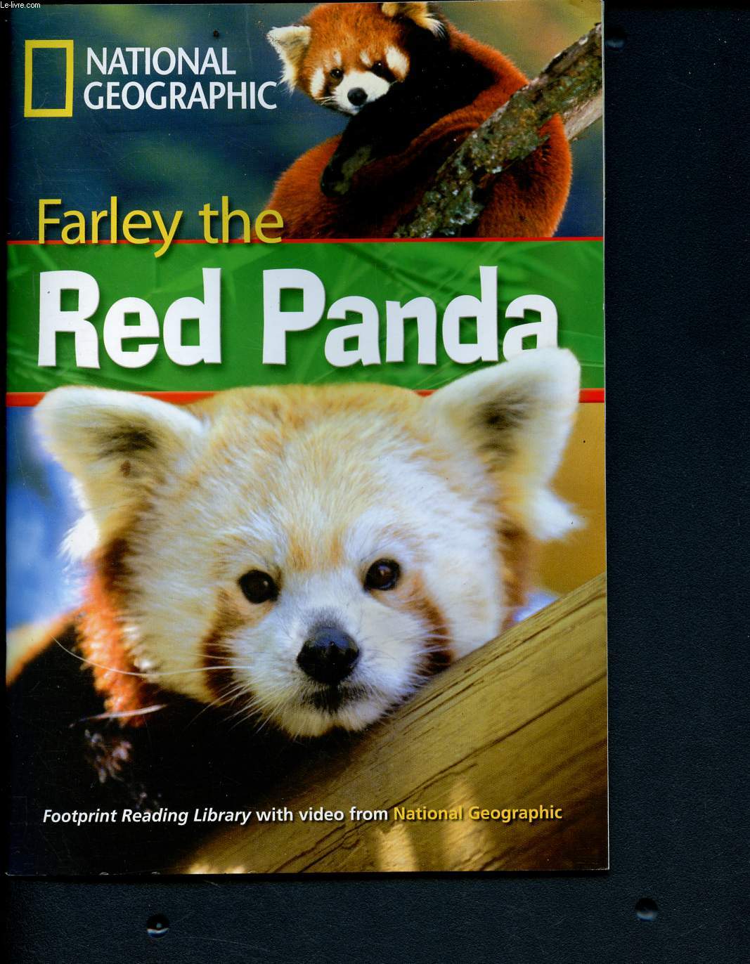 Farley the Red Pandar