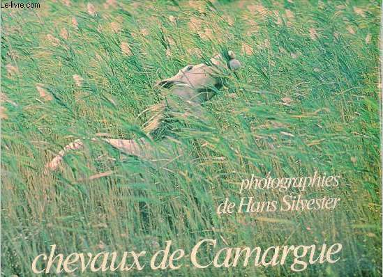 Chevaux de Camargue.