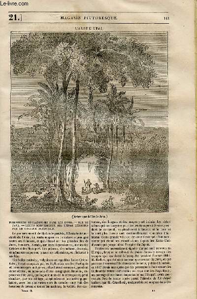 LE MAGASIN PITTORESQUE - Livraison n021 - L'arbre Upas.