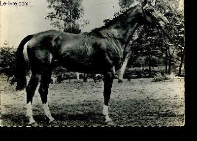 Carte postale, en noir et blanc, d'un cheval Anglo-Arabe. Oblitr